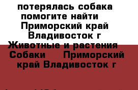 потерялась собака, помогите найти ! - Приморский край, Владивосток г. Животные и растения » Собаки   . Приморский край,Владивосток г.